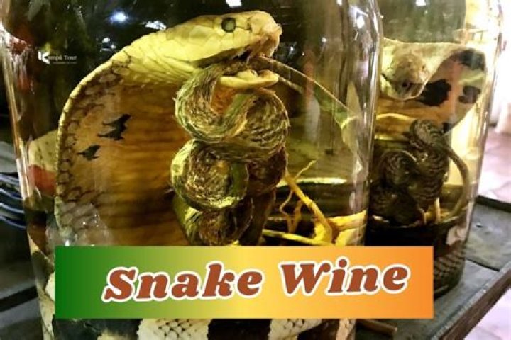 Is Snake Wine illegal? - SnogBlogy