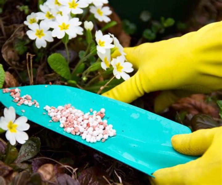 What is best fertilizer for flowering plants?